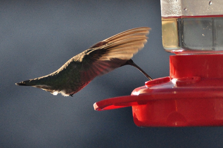 hummingbird at feeder